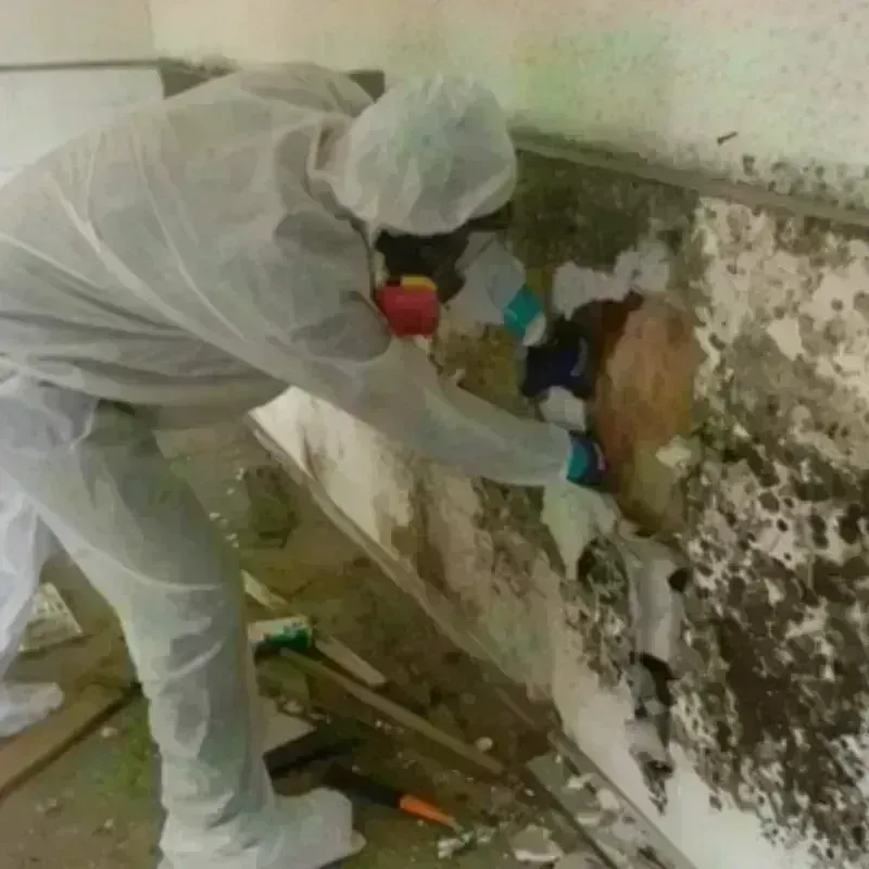 Mold Remediation and Removal in Monserrate, PR